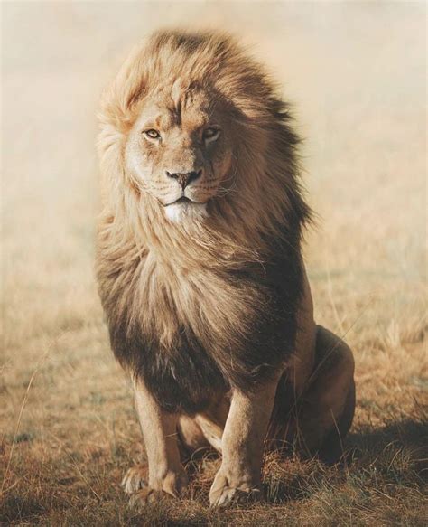 This Proud Lion Lion Photography Lions Photos Lion Images