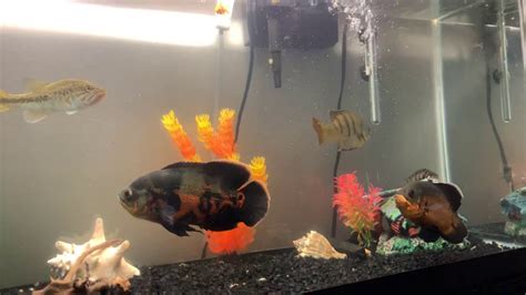New Bass And Blue Gill In My Oscar Tank Youtube