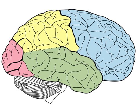 Las Emociones EstÁn En Nuestro Cerebro Mind Map