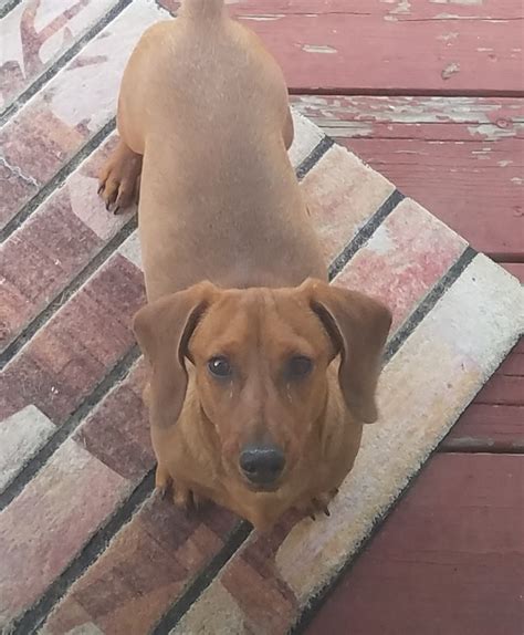 Please take a look at our adorable puppies for sale and let us know if you see any that may be of interest to you. Dachshund Puppies For Sale | Colorado Springs, CO #284790