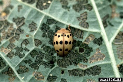 Check spelling or type a new query. Mexican bean beetle, Epilachna varivestis (Coleoptera ...