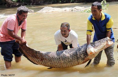 Are you fishing for better health? Discovery of foreign predatory fish in Malaysia worrying ...