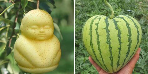 Fruit Moulds Grow Heart Shaped Watermelons And Buddha Shaped Pears