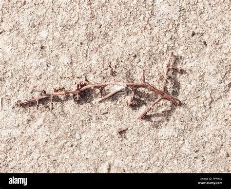 Small Dry Vineyard Plant On The Ground Stock Photo Alamy