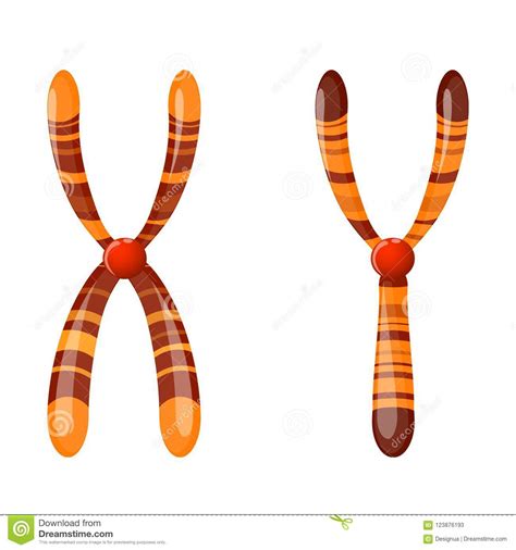 X und Y-Chromosom vektor abbildung. Illustration von geschlecht - 123876193
