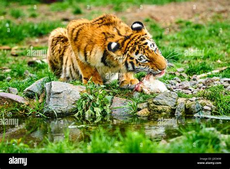 Tiger Cub Eating Hi Res Stock Photography And Images Alamy