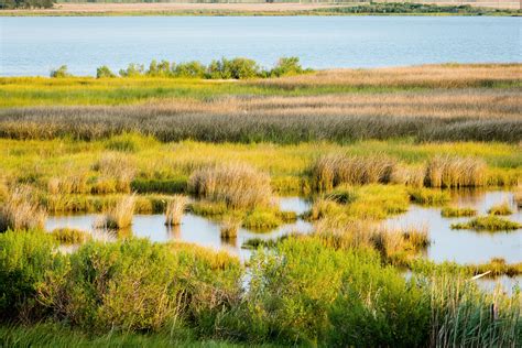 Global Study Reveals Widespread Salt Marsh Decline