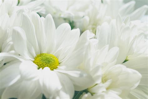 500 White Flowers Pictures Download Free Images On Unsplash