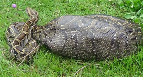 A Giant Python Swallowed An Indonesian Villageragain