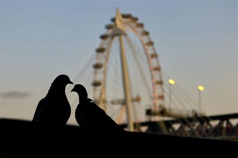Couple Have Sex On Ferris Wheel In Full View Of Young Park Visitors Trendradars