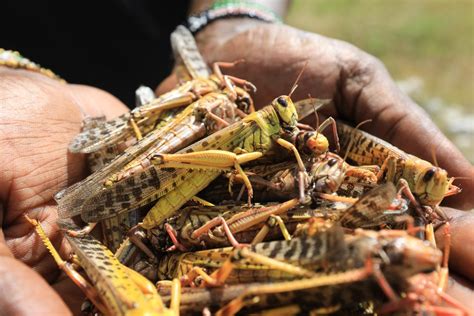 In Pictures Locust Outbreak Spreads Across East Africa Environment