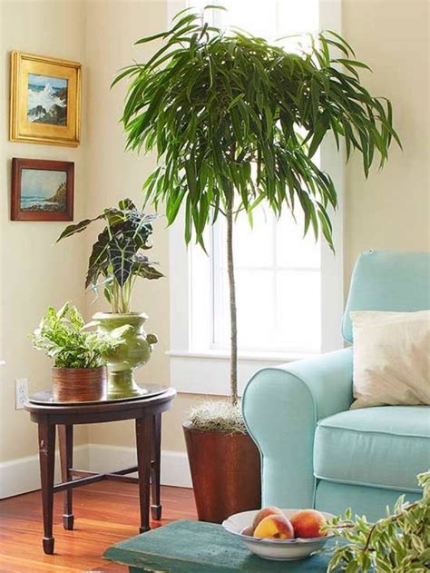 12 Beautiful Indoor Trees That Will Brighten Up Any Room Tall Indoor
