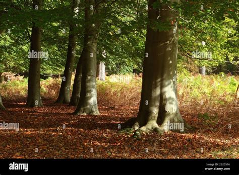 Mature Beech Trees In A Forest Stock Photo Alamy