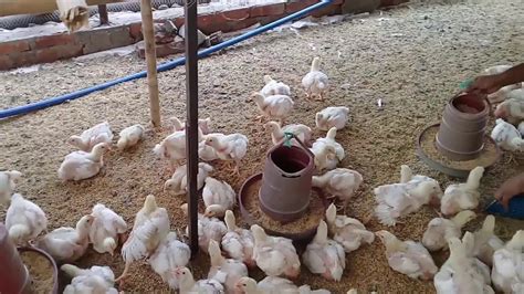 How To Start Mini Poultry Farm How To Start Mini Chicken Farm