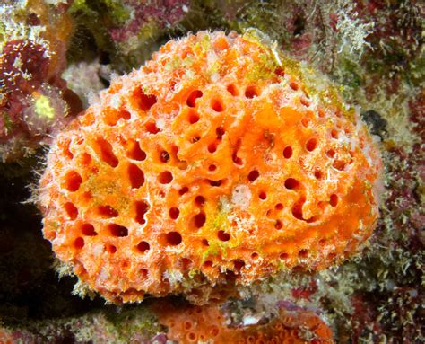 As Esponjas Constituem O Filo Porifera Do Reino Animal Askschool