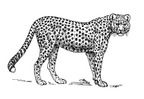 Kleurplaat Jachtluipaard Cheetah Afb 15727