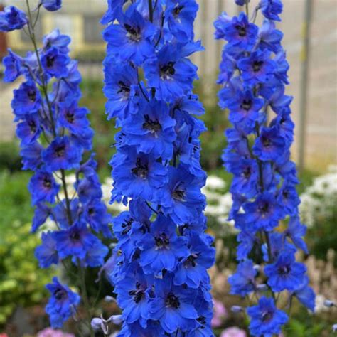 Delphinium Elatum Excalibur Dark Blue Fleur