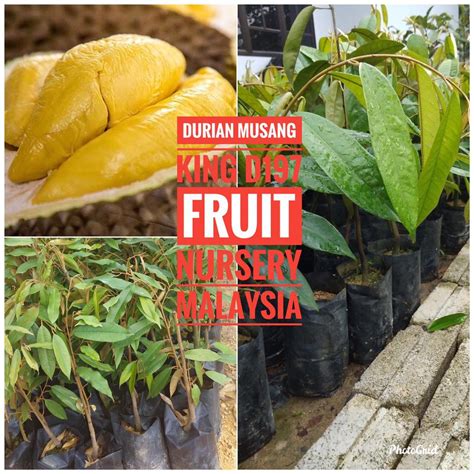 Beli aneka produk bibit durian yg cepat berbuah online terlengkap dengan mudah, cepat & aman di tokopedia. Anak pokok durian Musang King cepat berbuah | Shopee Malaysia
