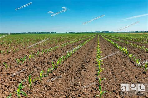 Green Field With Young Corn Rows Green Corn Field Stock Photo