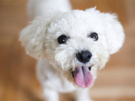 9 Facts About Your Dogs Tongue Petmd