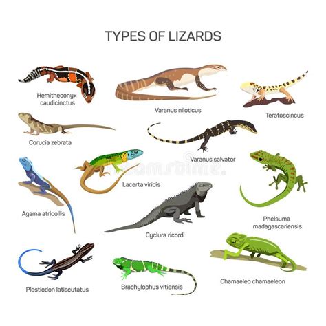 Chameleons Facts And List Of Types With Pictures Artofit