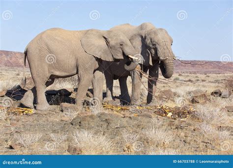 Desert Adapted Elephants Namibia Stock Photo Image Of Animals