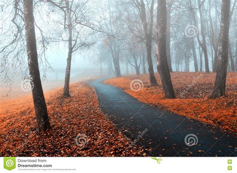 Autumn Alley In The Fog. Foggy Autumn Landscape Of Foggy Autumn Park With Fallen Autumn Leaves ...