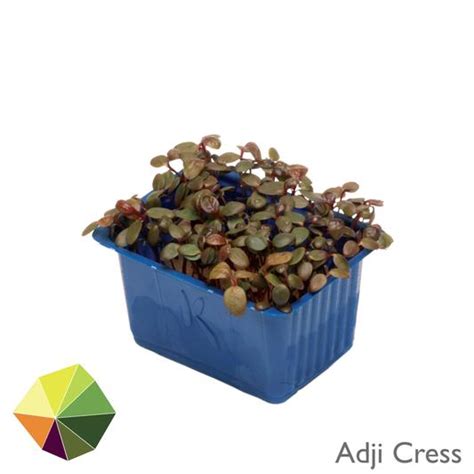 Wiesenland Obst Und Gemüse Produktdetail Aclla Cress Nl 16 Tasse
