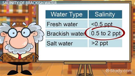 Brackish Water Definition Salinity And Examples Video And Lesson