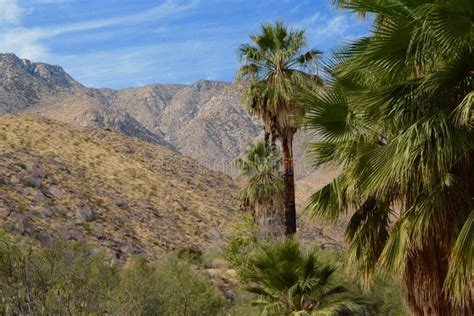 Desert Palms 2 Stock Photo Image Of Oasis California 106128022