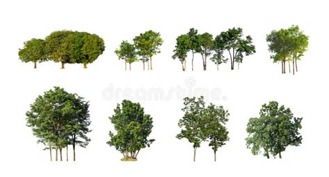 The Collection Of Trees Set Of Isolated Trees On A White Background