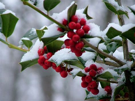 Snow On Holly Berries Christmas Pinterest Holly Berries Snow And
