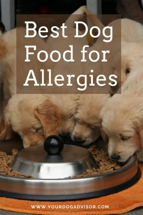 Best Dog Food For Allergies Your Dog Advisor