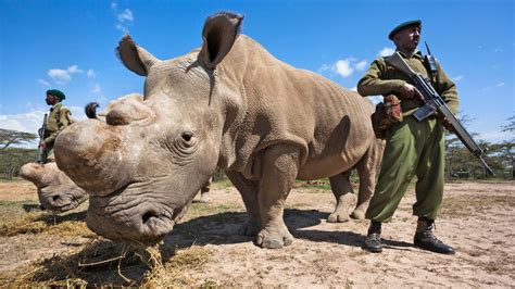Ivf Hope For Last Two Northern White Rhinos News The Sunday Times