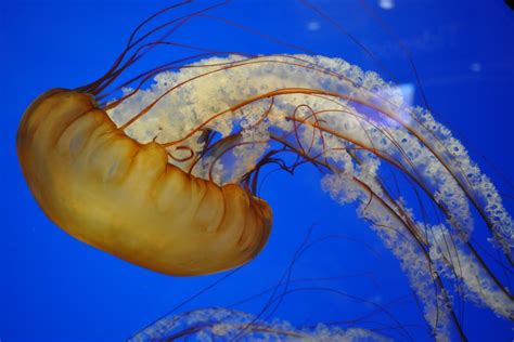 The Pacific Sea Nettle Whats That Fish