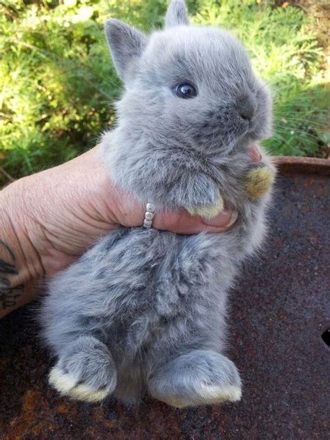 Adorable Tiny Bunnies That Will Warm Your Heart