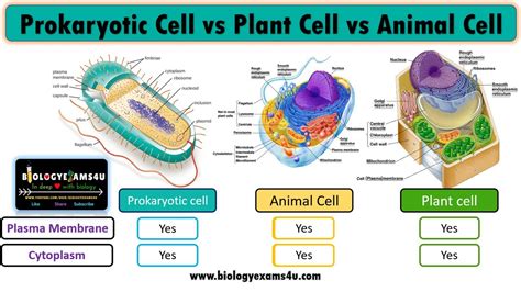 Differences And Similarities Between Plant Cell Animal Cell And
