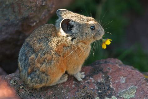 American Pika In Utahs Tushar Mountains Worlds Cutest Animals Cute