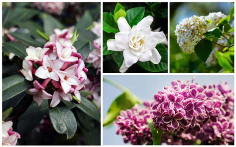 10 Gorgeous Fragrant Shrubs Garden Lovers Club