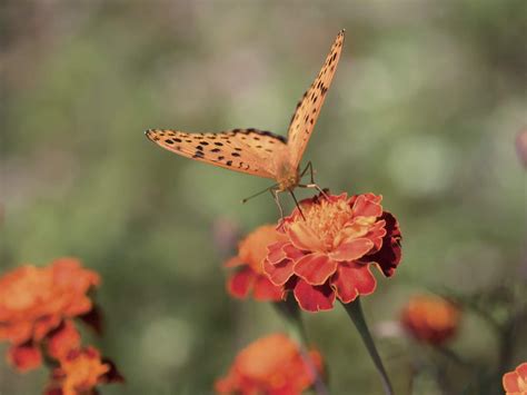 Flowers And Butterflies Bing Images Colorful Flowers