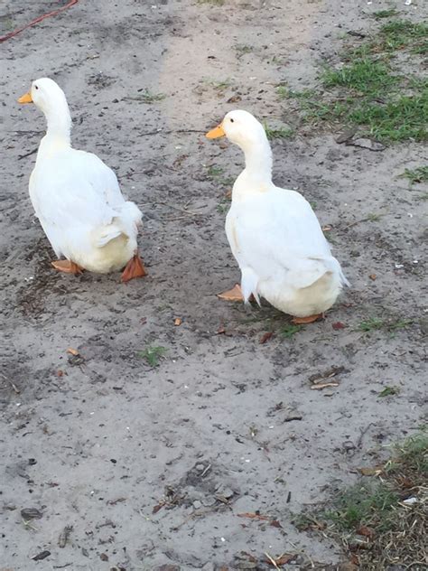 Pekin Ducks Male Or Female