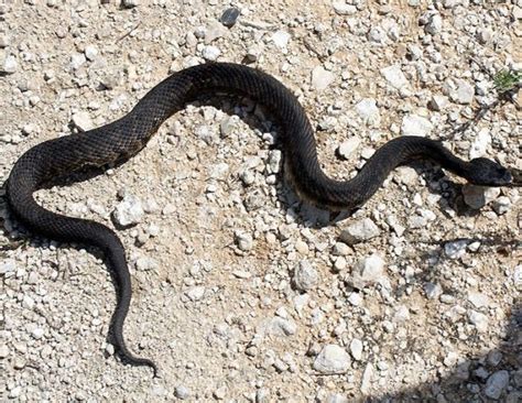 Survival And Outdoor Tips Common Texas Snakes