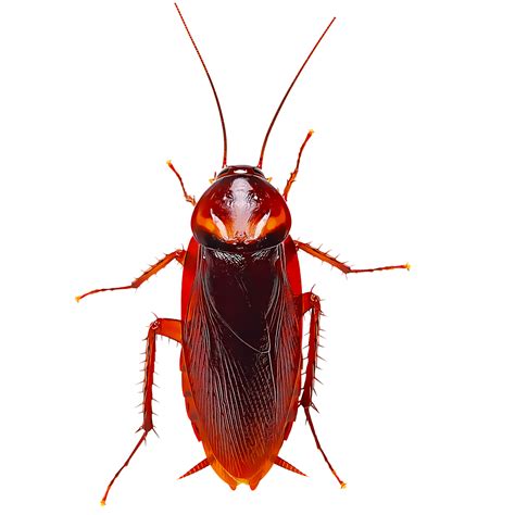 Roach Png Background Png Play
