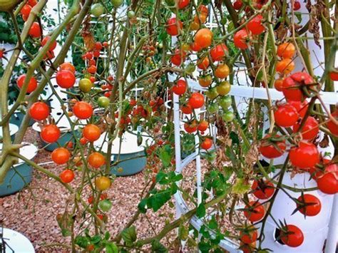 Tower Garden Tomatoes Tower Farm Tomatoes Aeroponic Tomatoes