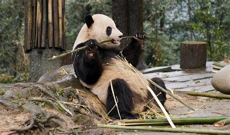 Pandas Roam To Find Better Bamboo Australian Geographic