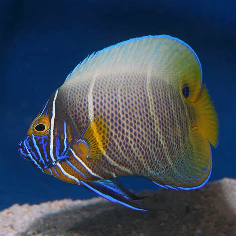 Blueface Angelfish Sub Adult Fast Professional Service Abyss Aquatics