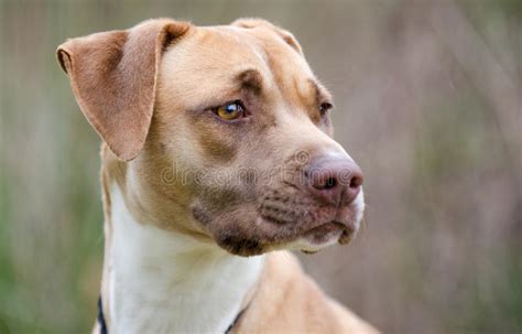 Vizsla Hound Pitbull Mixed Breed Dog Stock Photo Image Of Outdoor