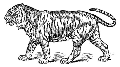 There are tiger coloring sheets such as many activities, including a circus tiger, realistic tiger drawings for adults and kids. Vintage Tiger Coloring Page - Free Clip Art