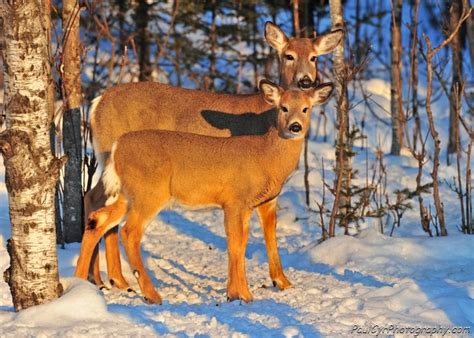 Whitetail Deer Maine Secretary Of State Kids Page