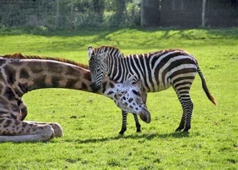 29 Unusual Animal Friendships That Will Make You Cry Inside Unusual